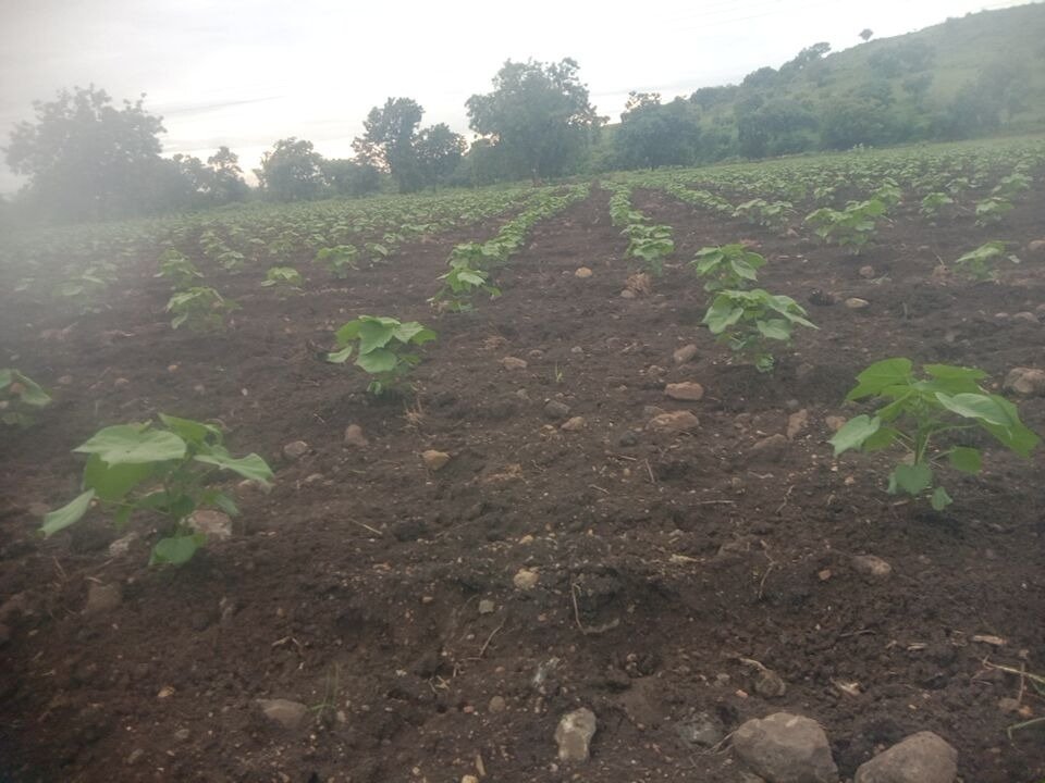 Multi-Row Sapling Plantation & Soil Trenches