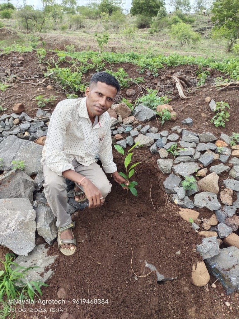 Farmer Planting High-Value Timber Sapling