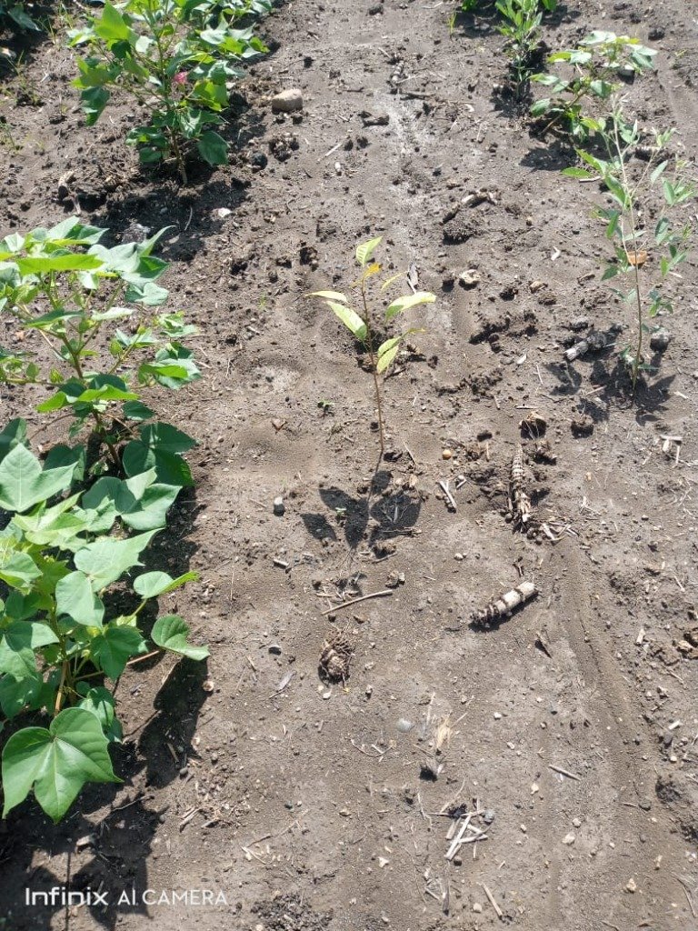 Nitrogen Intercropping With Cash Crops