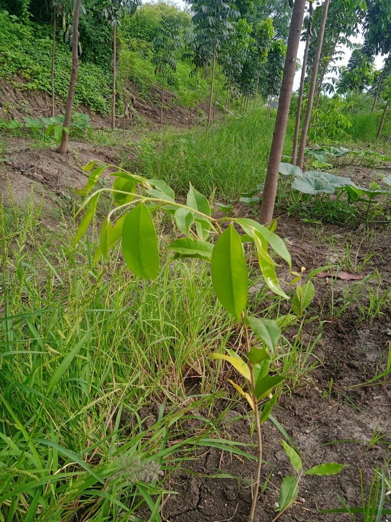 Farmer Handover of Certified Fruit Saplings