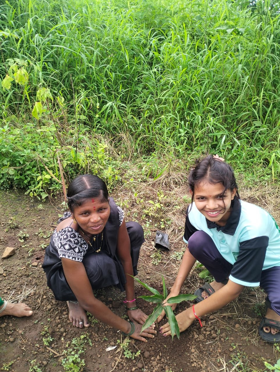 Horticultural Fruit Tree Agroforestry Plot