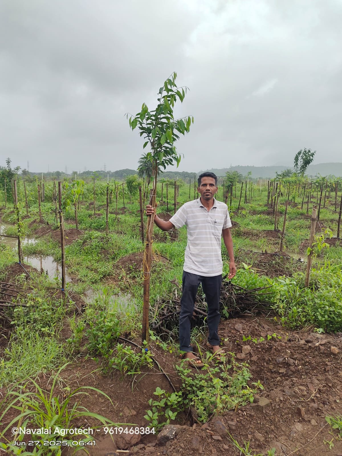 Sustainable Renewable Biomass Plantation Plot